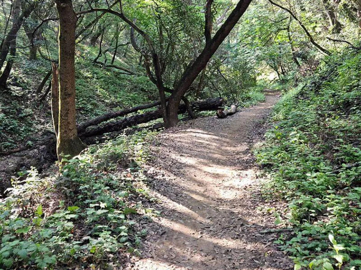 Wooded trail in Five Canyons Open Space near Castro Valley